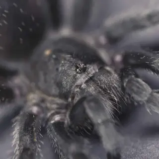 /img/18699-black-tarantula-spiderling-spiderling.webp