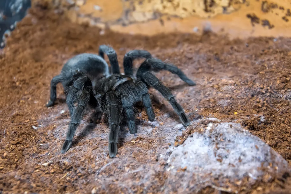 18699 black tarantula spiderling substrate