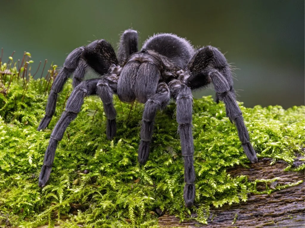 18699 black tarantula spiderling temperature humidity