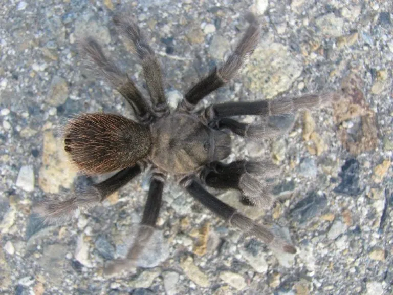 /img/18701-california-tarantula-conservation.webp