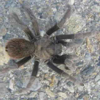 /img/18701-california-tarantula-conservation.webp