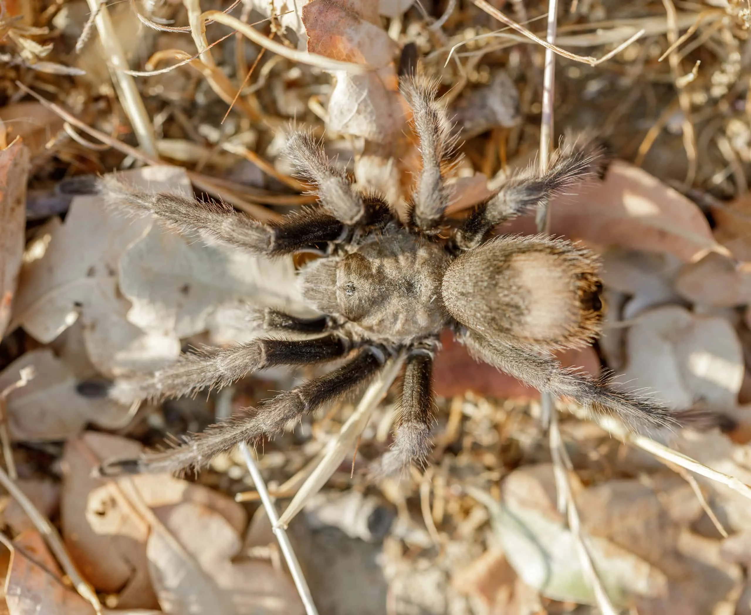18701 california tarantula feeding