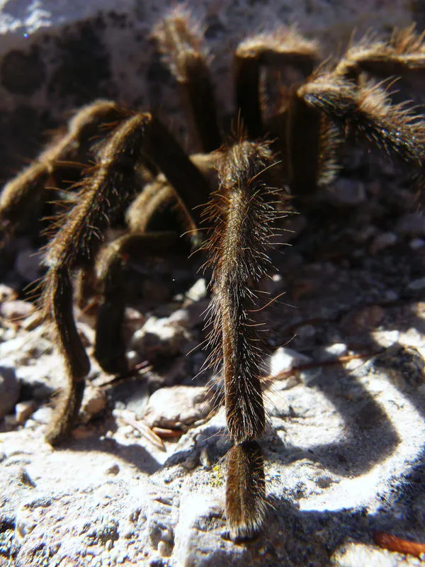 18701 california tarantula safety