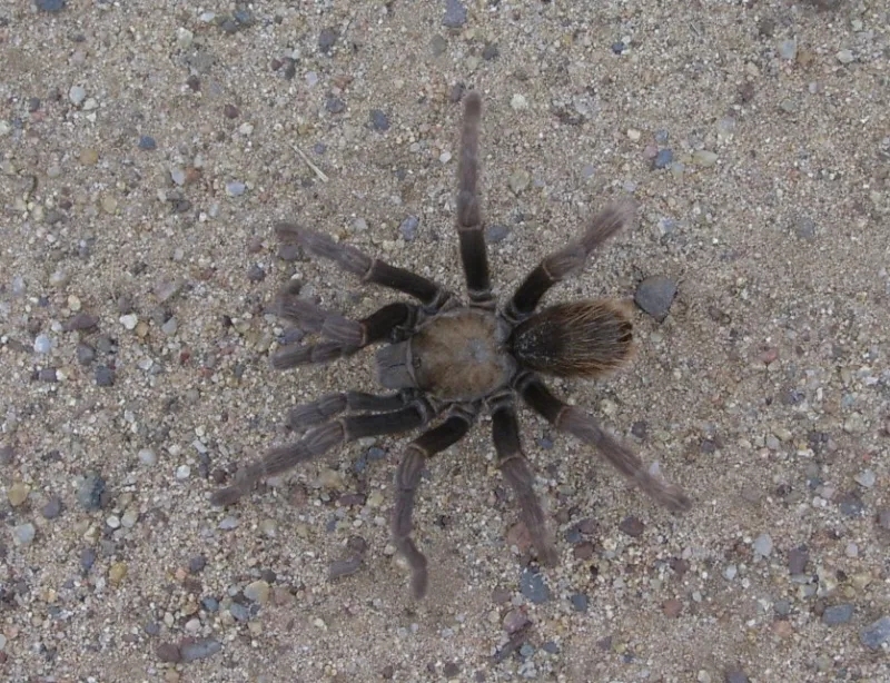 18701 california tarantula size