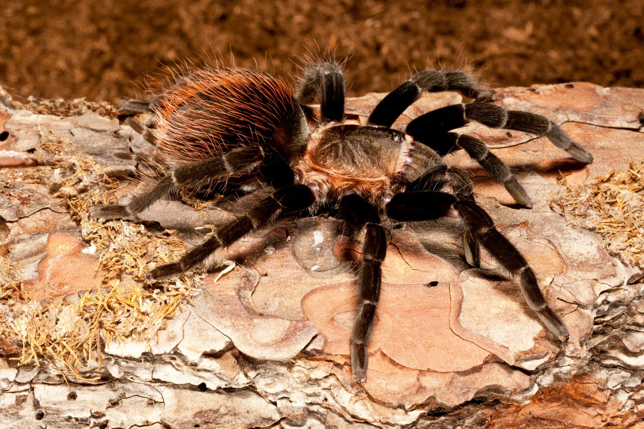 18705 docile tarantula