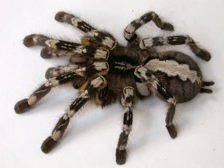 /img/18708-indian-ornamental-tarantula-feeding-schedule.webp