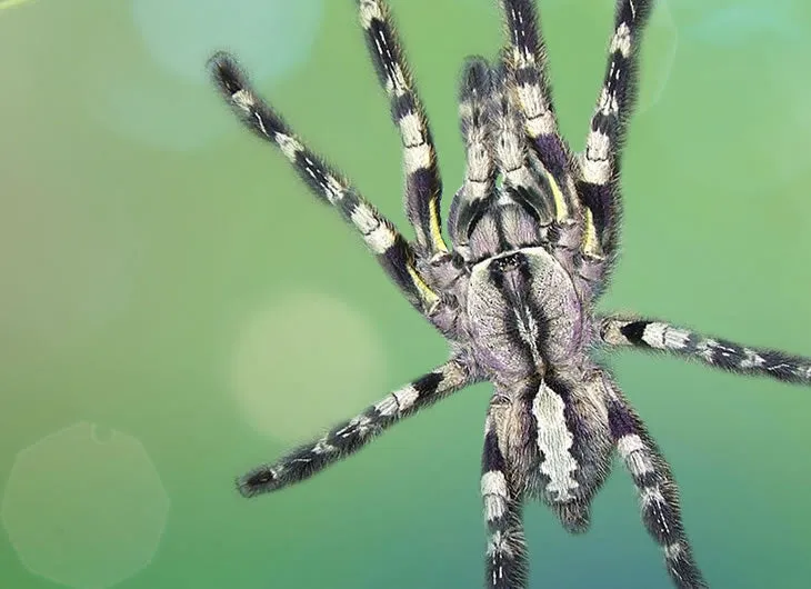 18708 indian ornamental tarantula feeding