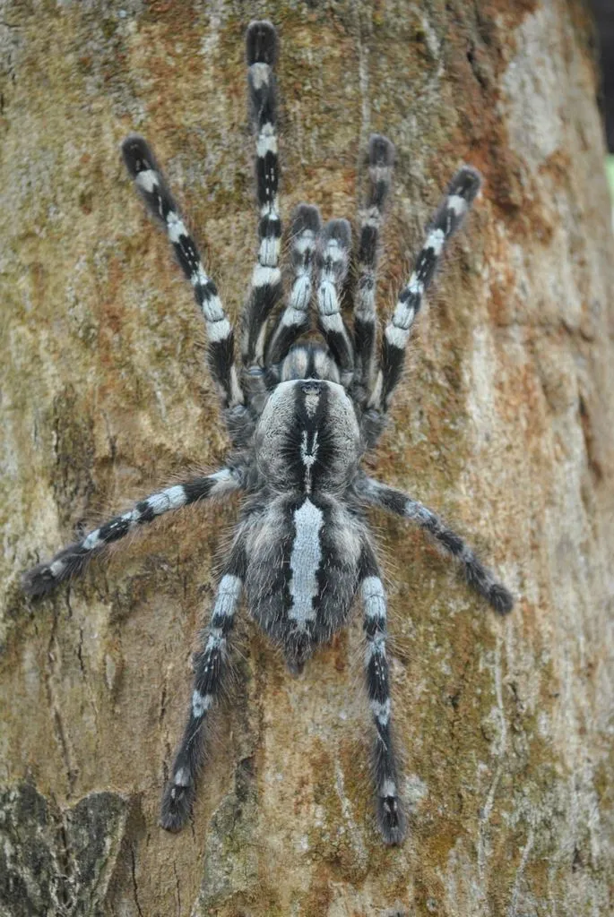 18708 indian ornamental tarantula molting