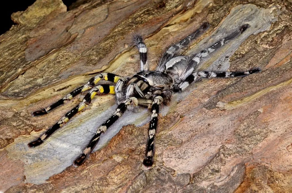 18708 indian ornamental tarantula substrate