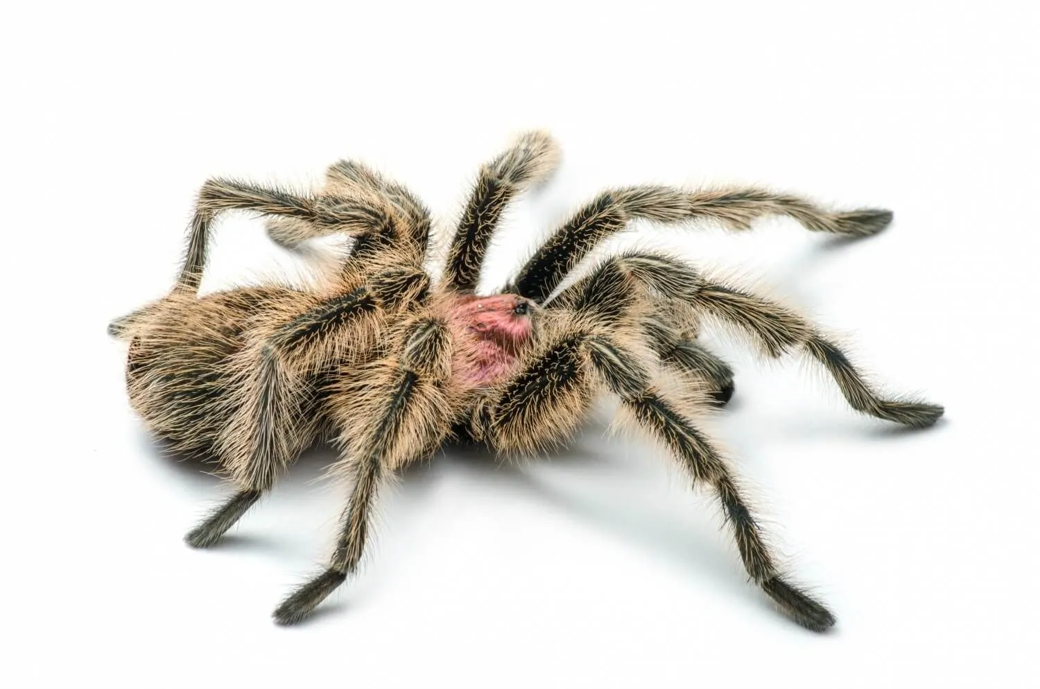 18710 rosea tarantula feeding