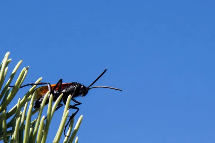 18714 murder hornet hunting