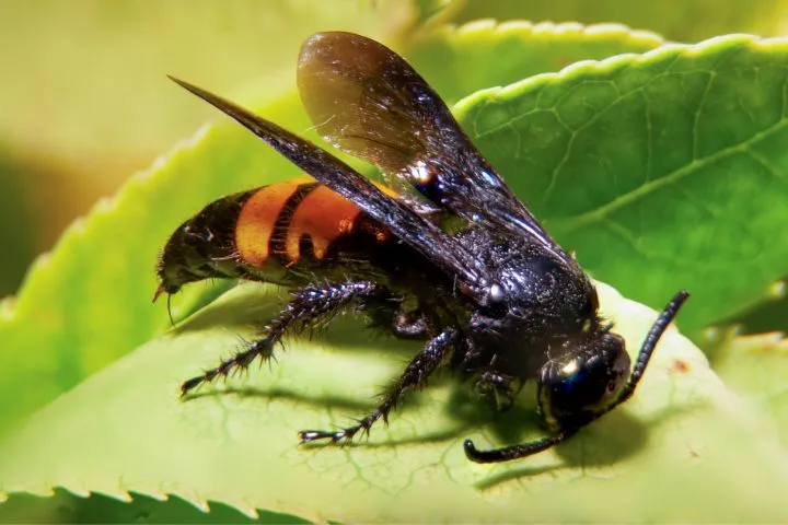 18714 murder hornet sting