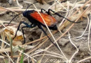 /img/18714-tarantula-hawk-prey.webp