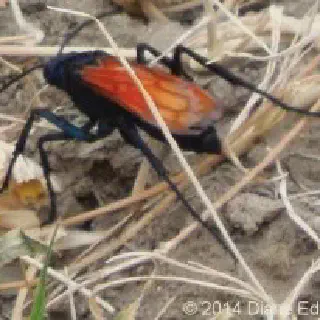 /img/18714-tarantula-hawk-prey.webp