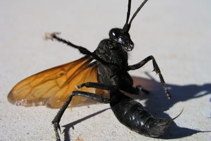 18714 tarantula hawk sting