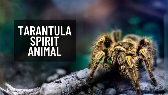 18715 tarantula shedding