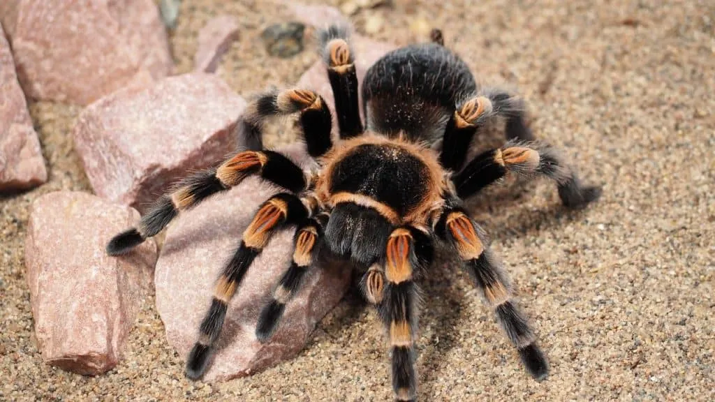 18715 tarantula spirit animal