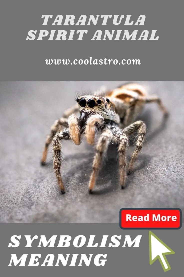 18715 tarantula vision