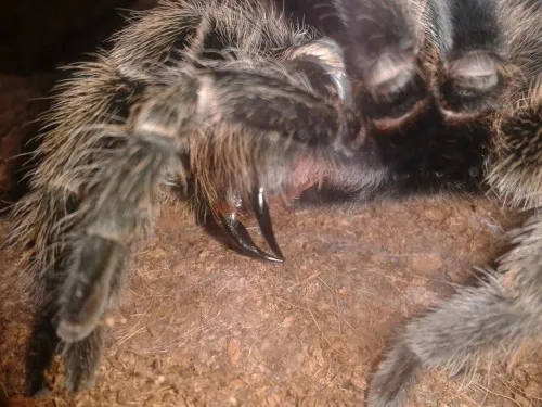 18717 crooked fang diet