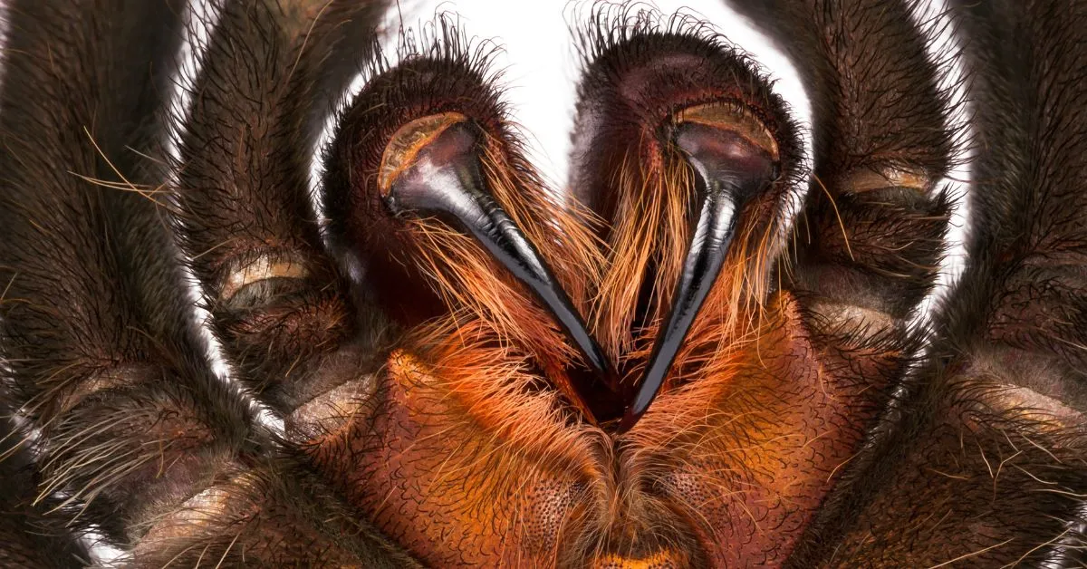 18717 crooked fang habitat