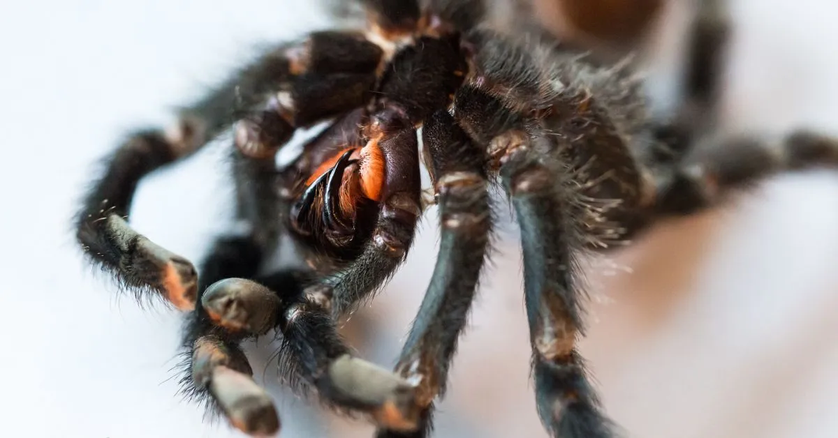 18717 crooked fang vs tarantula image 2