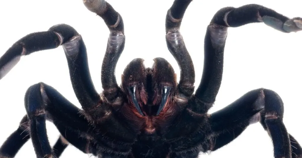 18717 crooked fang vs tarantula image 3