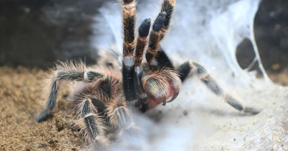 18717 tarantula habitat