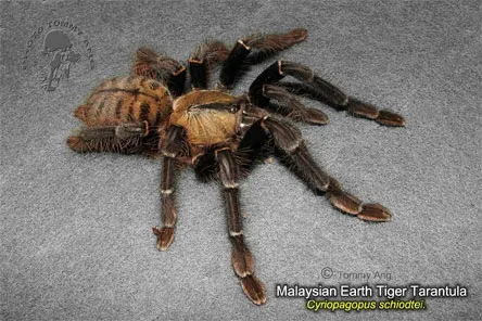 /img/18718-malaysian-earth-tiger-tarantula-breeding.webp