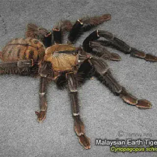/img/18718-malaysian-earth-tiger-tarantula-breeding.webp