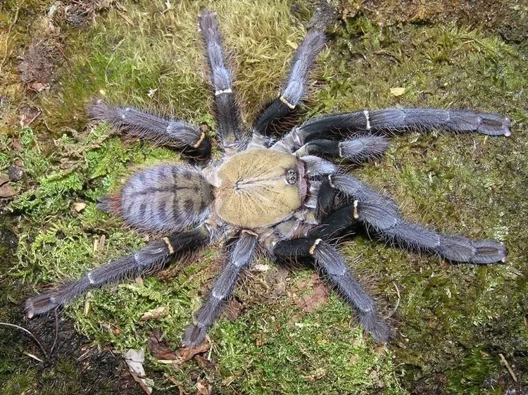 18718 malaysian earth tiger tarantula coloration