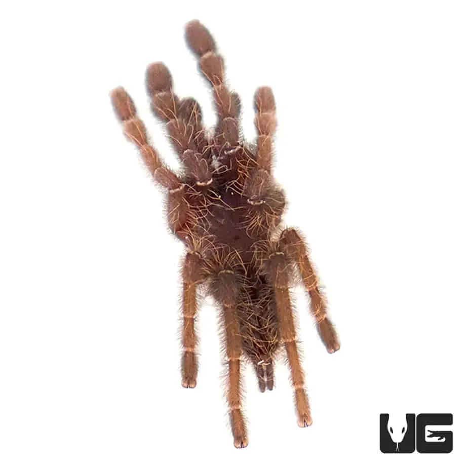 18718 malaysian earth tiger tarantula defensive
