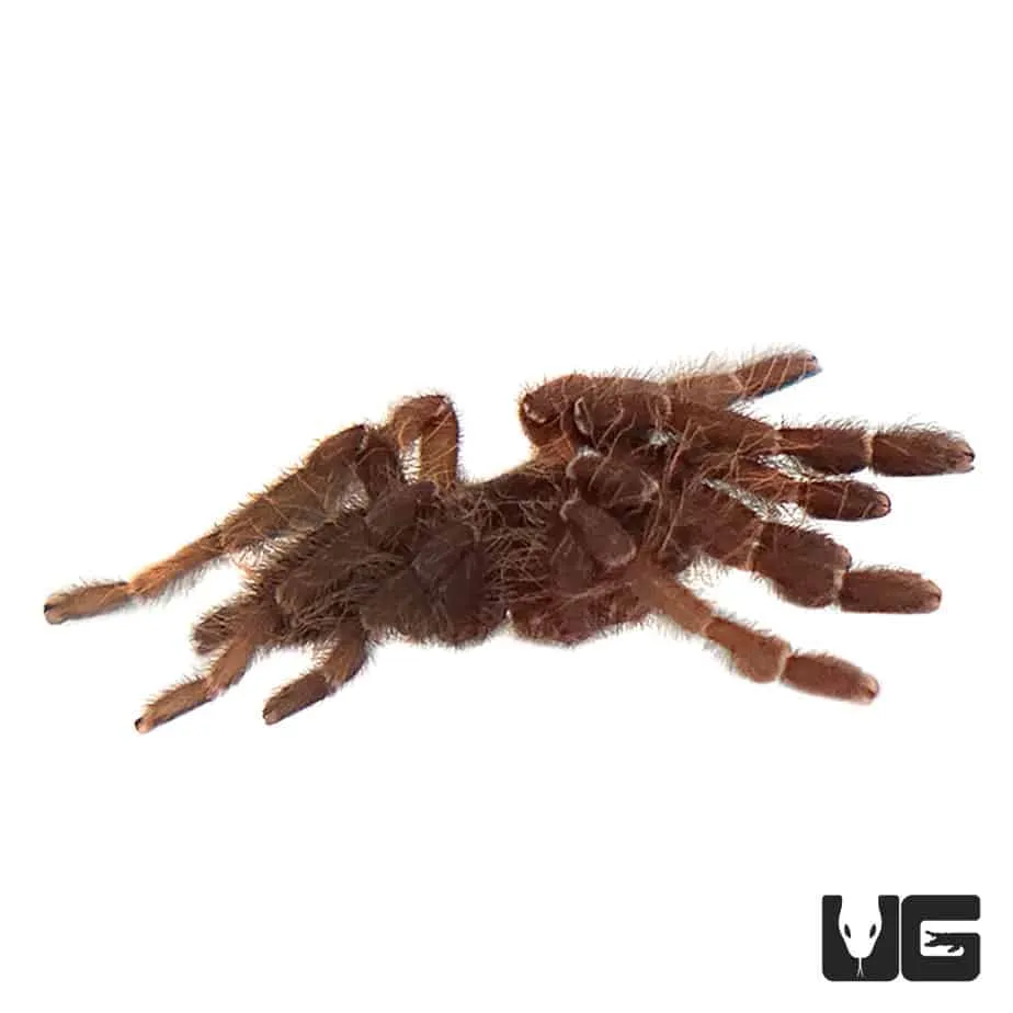 18718 malaysian earth tiger tarantula feeding