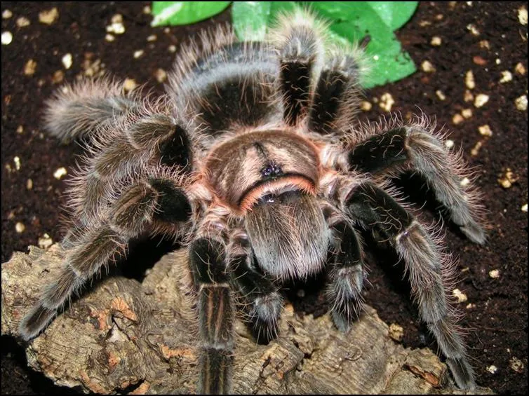 18720 curly hair tarantula molting