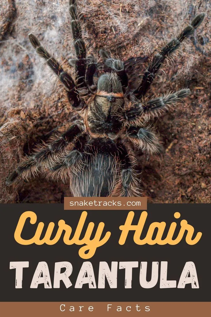 18720 curly hair tarantula overview