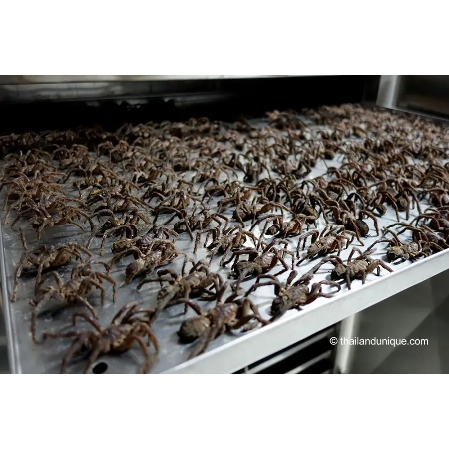 18721 frying tarantulas