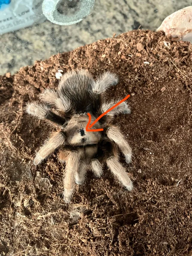 18722 tarantula bald spot overview