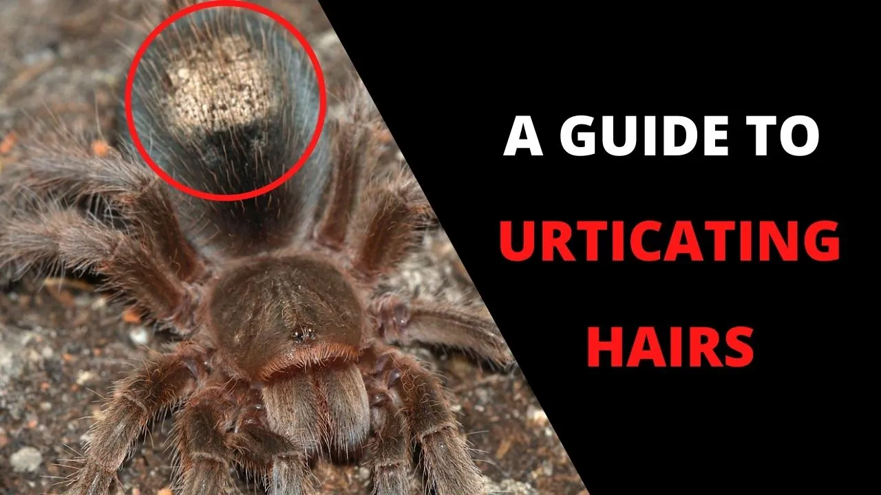 /img/18722-tarantula-healthy-tarantula.webp