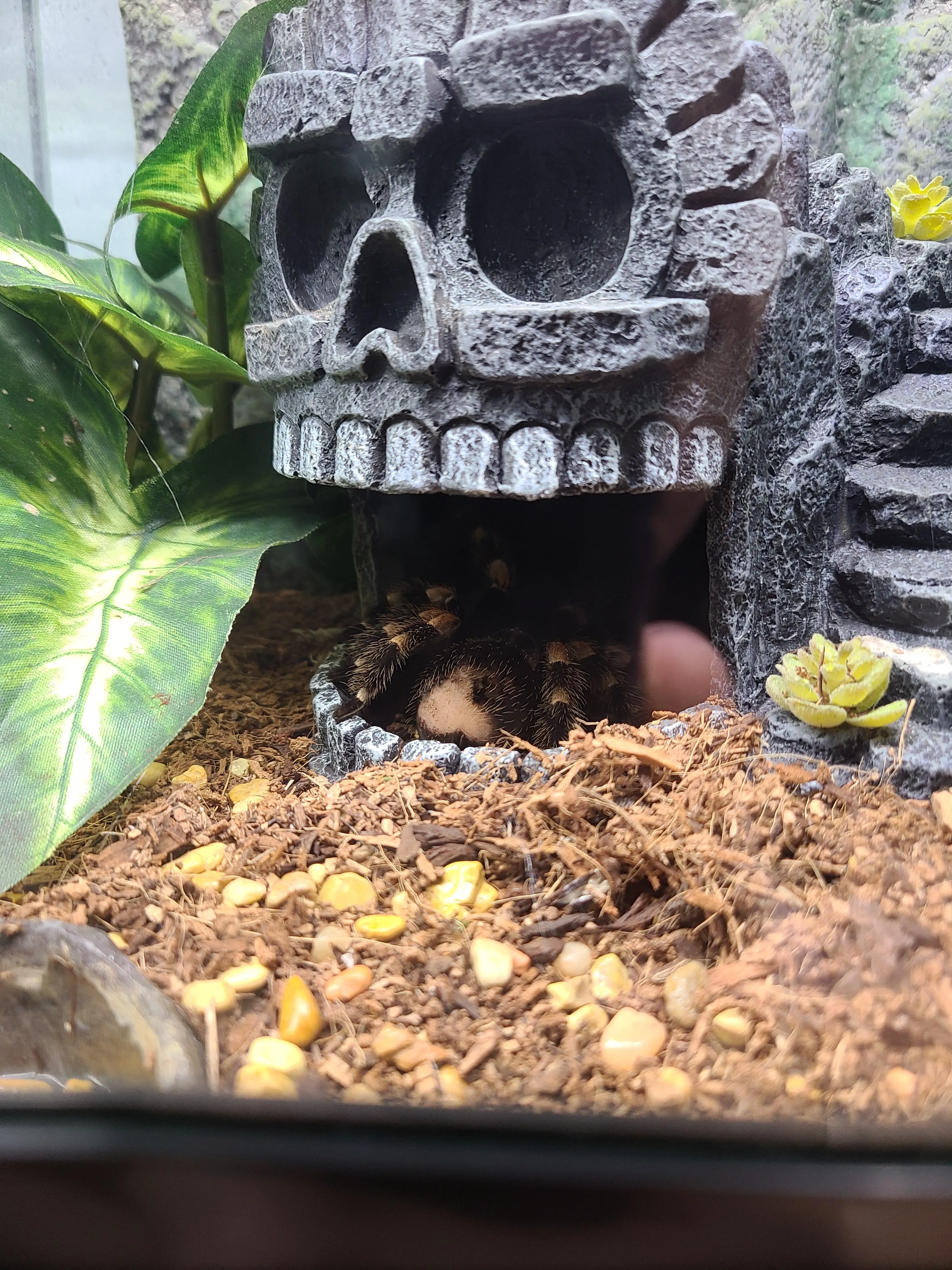 18722 tarantula injury treatment