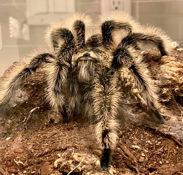 18722 tarantula molting process
