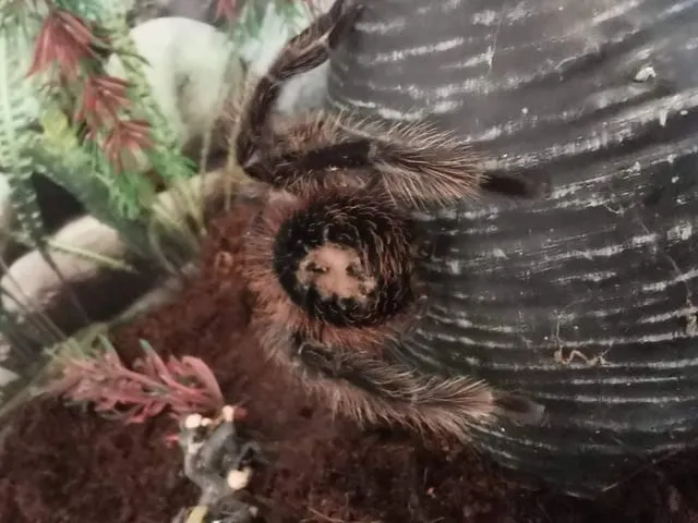 18722 tarantula parasite mites