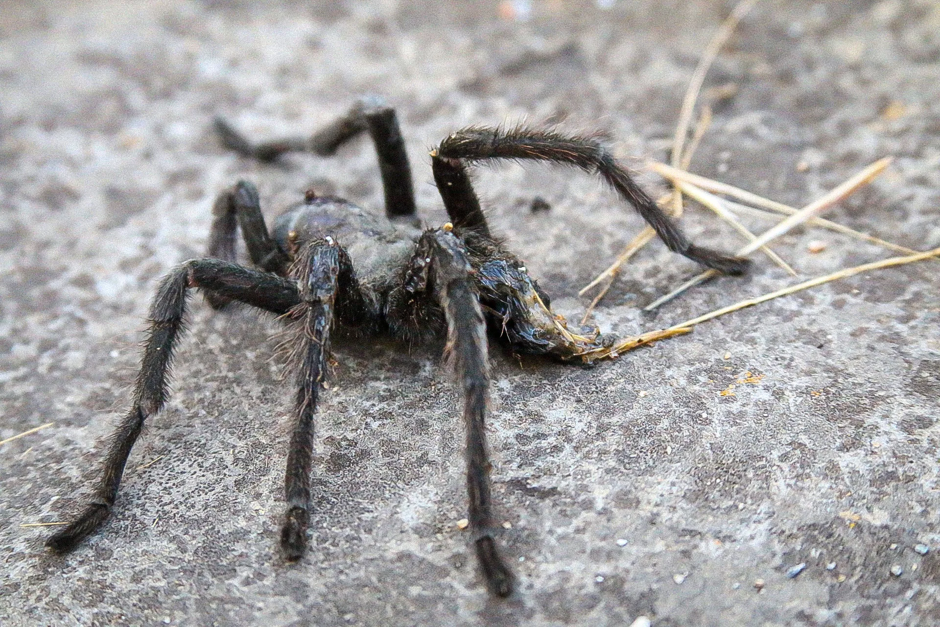 18723 tarantula broadband competitors