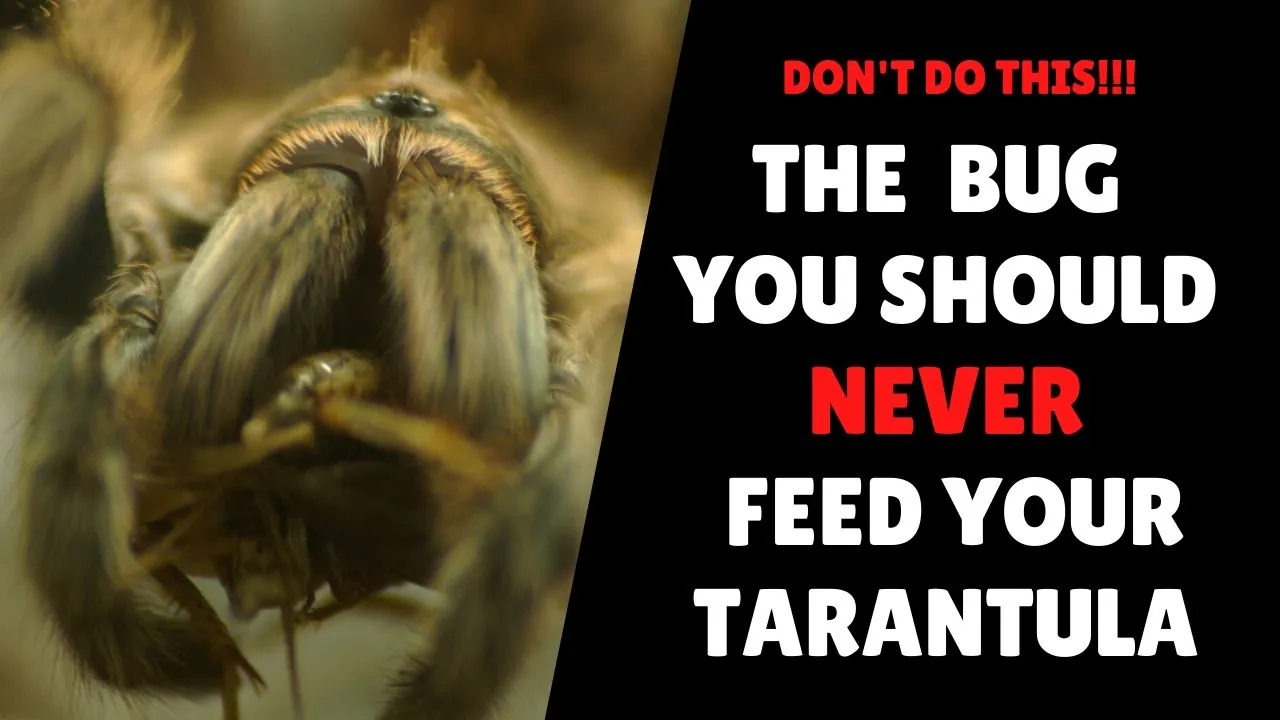 18725 cleaning roaches