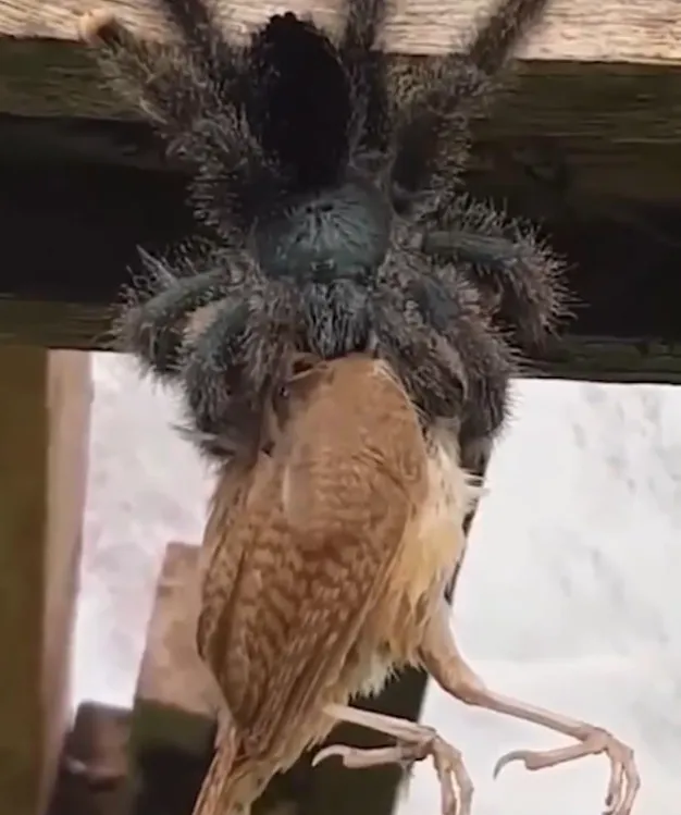 18725 feeding tarantula roach