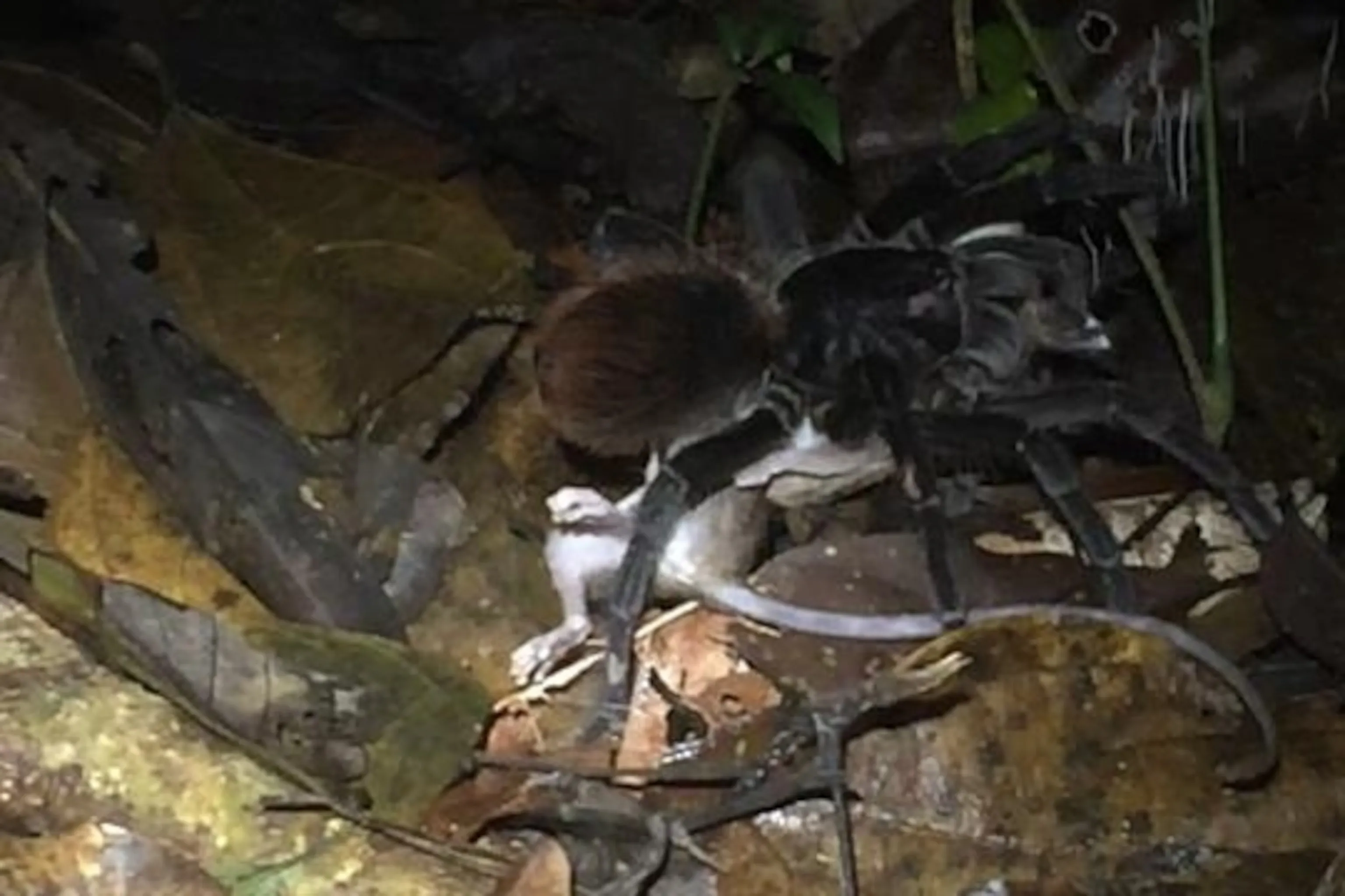 18725 roach nutrition tarantula