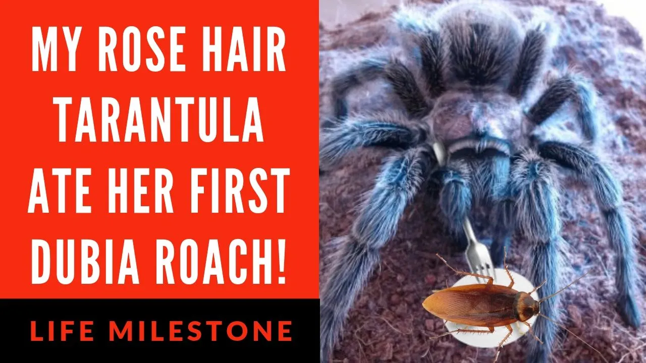 18725 tarantula roach closeup