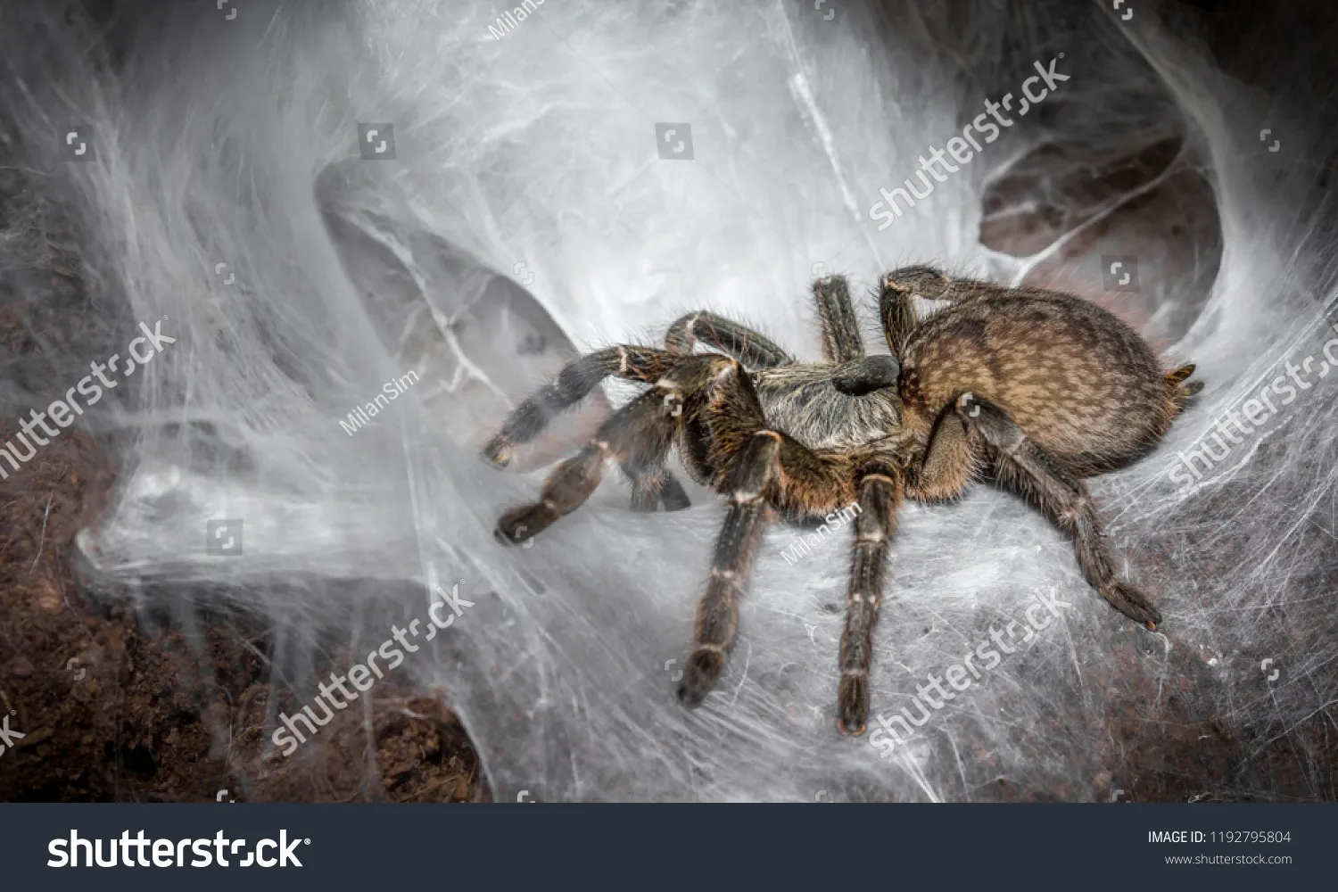 18726 largest spider image1