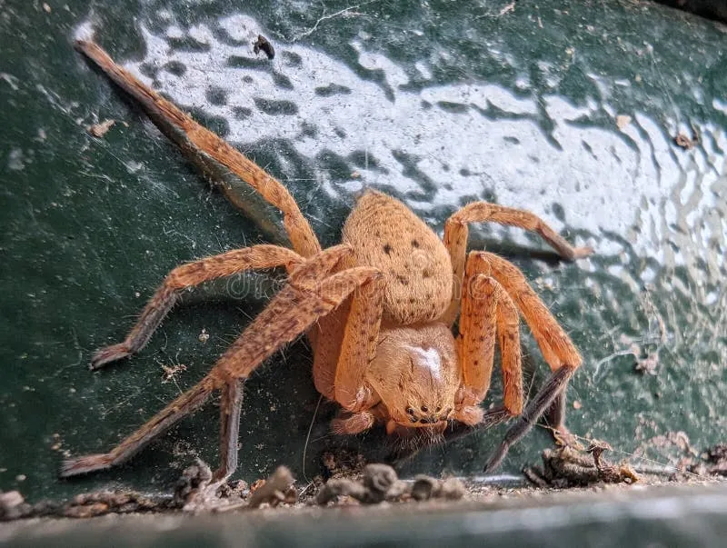 18726 largest spider image2