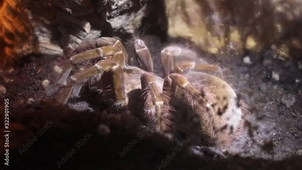 18726 largest spider image3