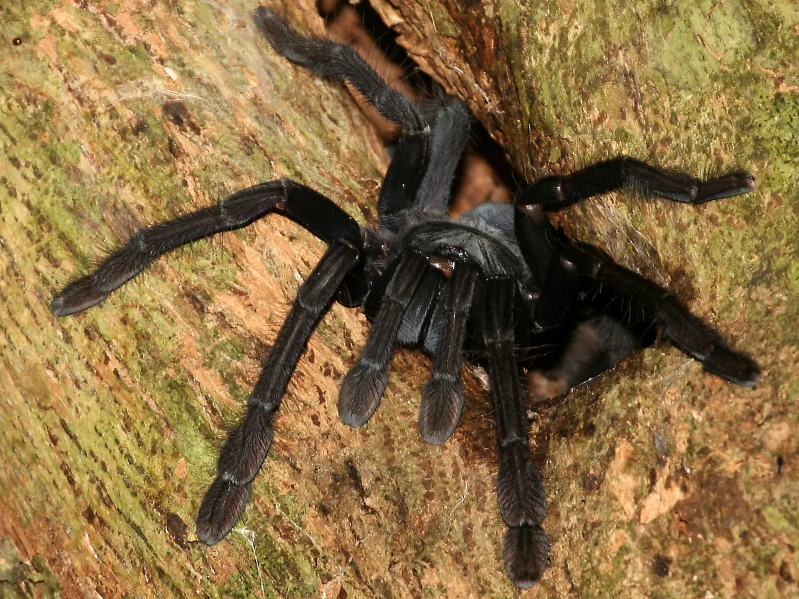 18726 largest spider image5
