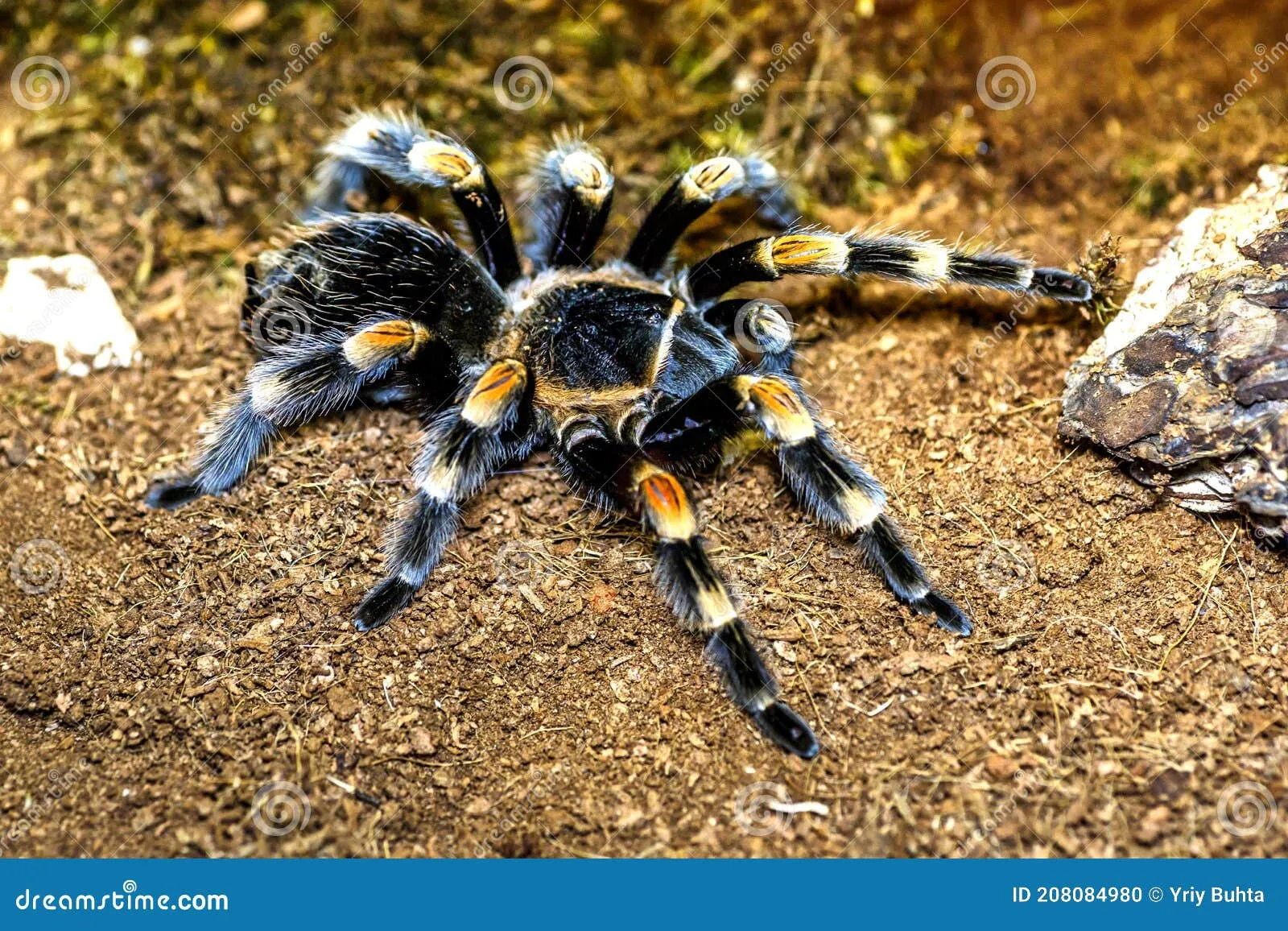 /img/18726-largest-spider-image7.webp